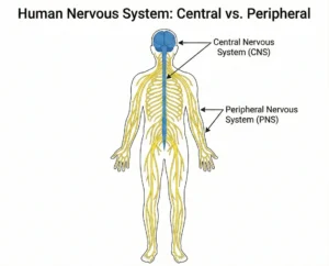 Medical illustration of the human nervous system, showing the Central Nervous System (brain and spinal cord highlighted in blue) and the Peripheral Nervous System (nerves extending to limbs highlighted in yellow).