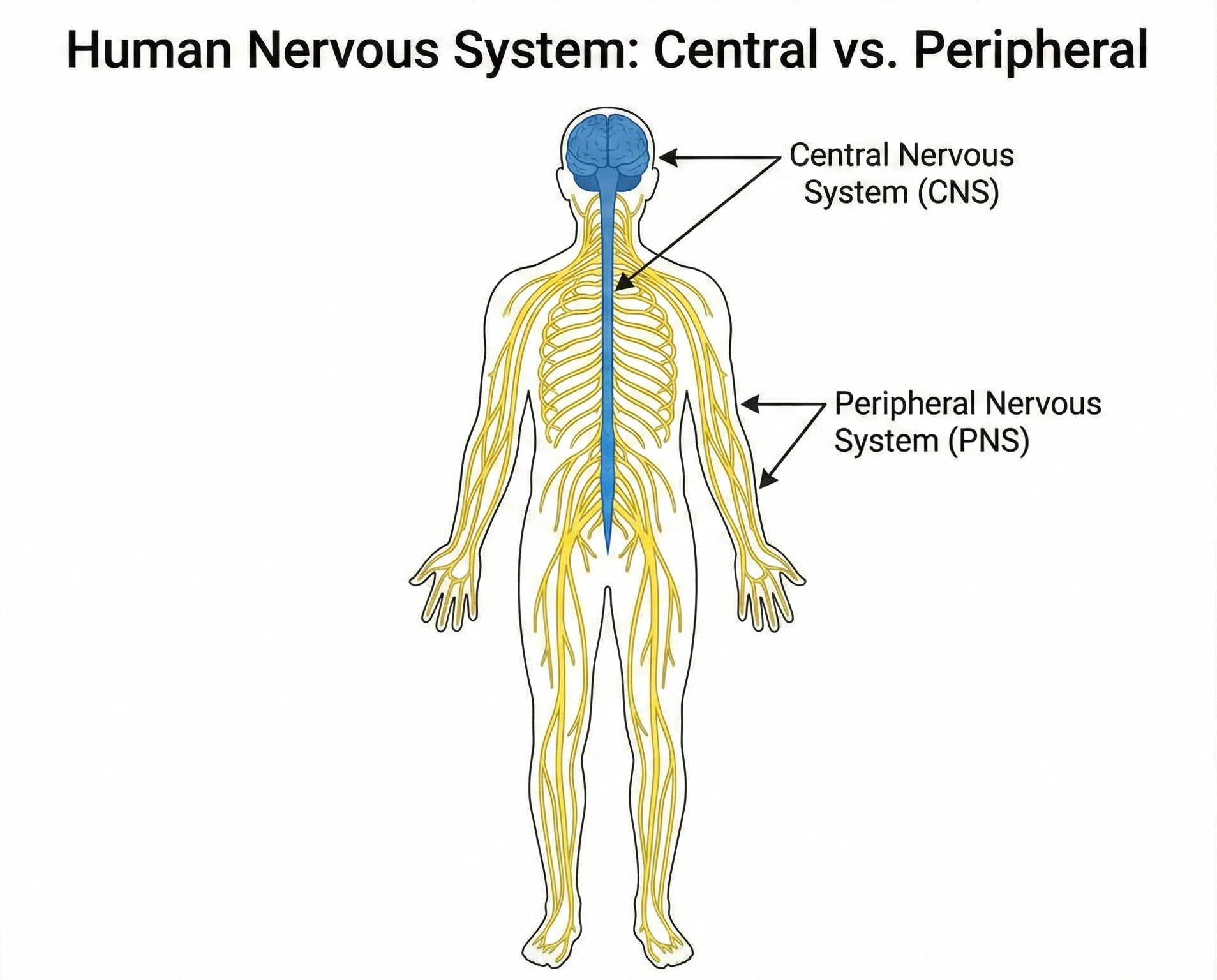Medical illustration of the human nervous system, showing the Central Nervous System (brain and spinal cord highlighted in blue) and the Peripheral Nervous System (nerves extending to limbs highlighted in yellow).